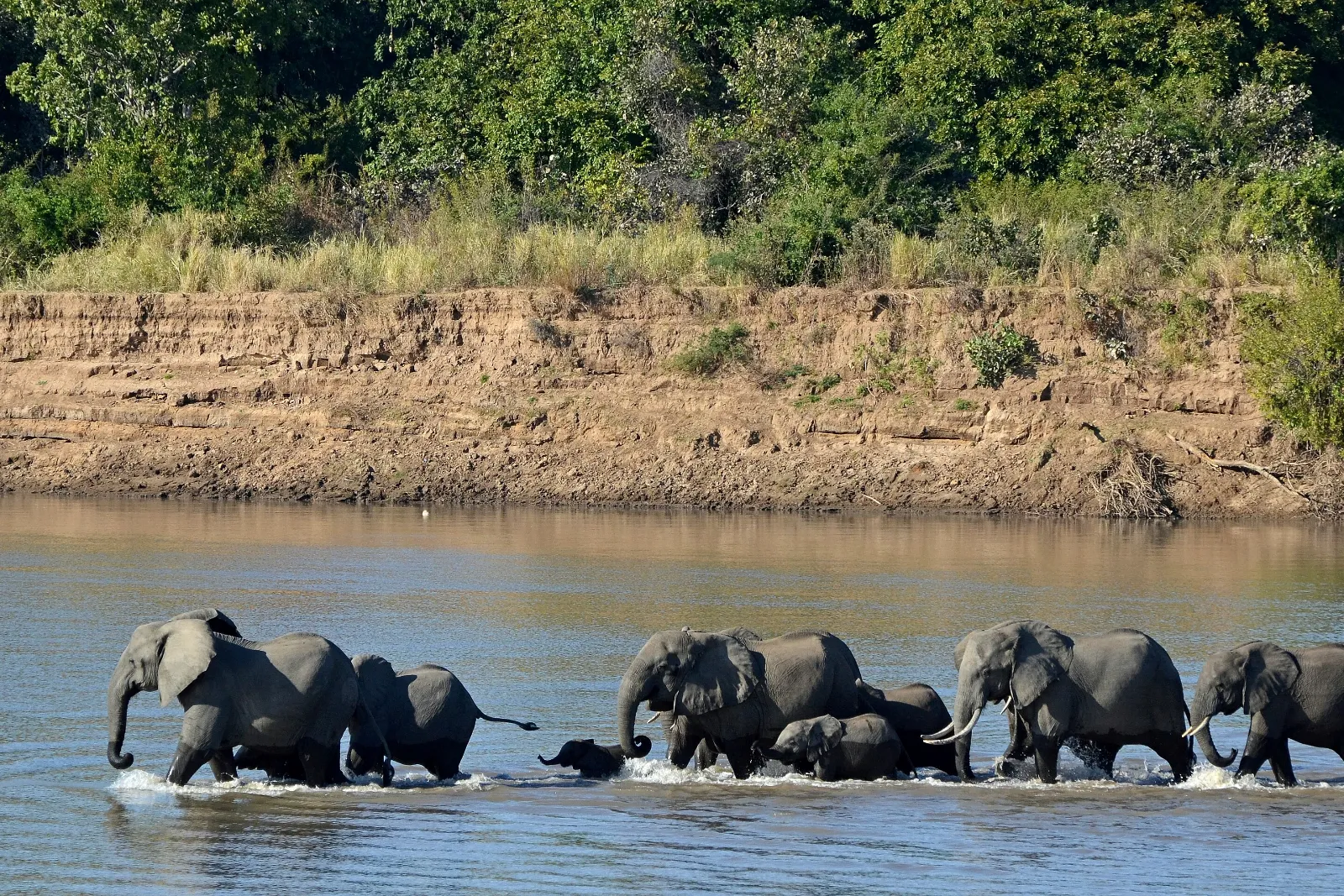 A herd of elephants crossing the Luangwa River in South Luangwa National Park, Zambia