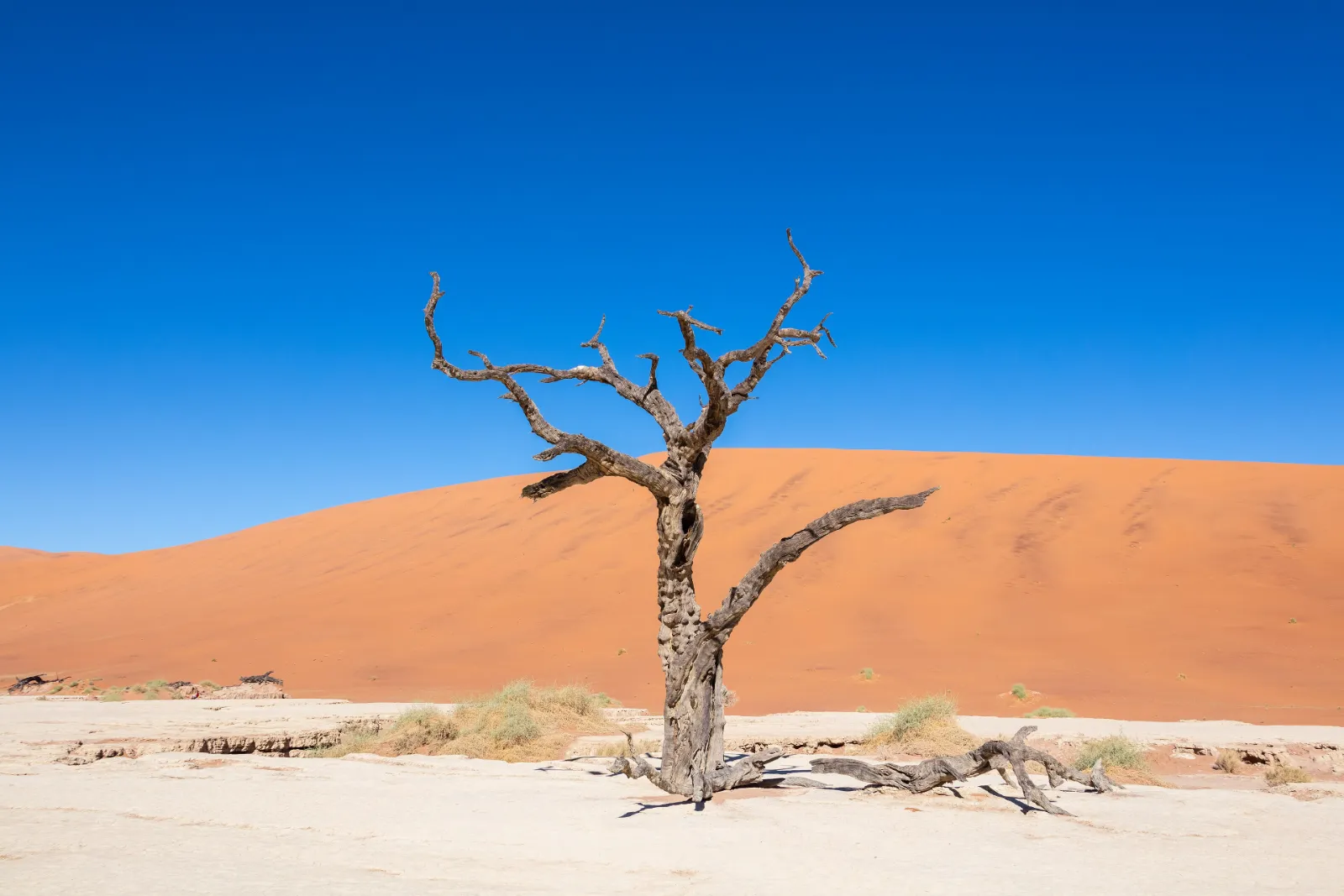 Dead camel thorn trees against red dunes at Deadvlei, Namibia