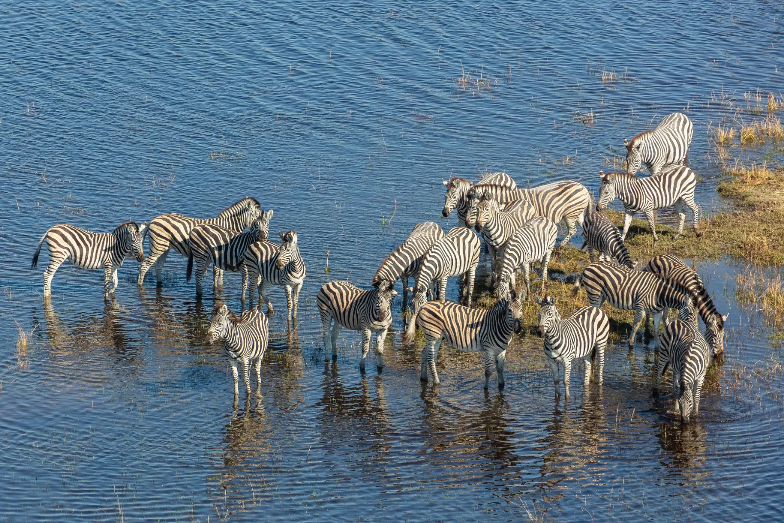Burchell's zebras wading through the Okavango Delta in Botswana, seen from the air
