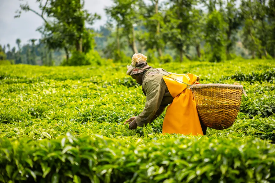 A tea picker with a basket on her back harvesting a green tea field